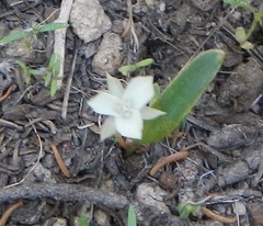 Calochortus minimus
