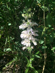 Collinsia tinctoria