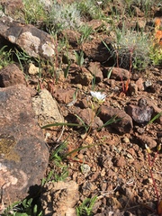 Lewisia oppositifolia