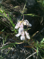Collinsia tinctoria