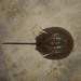 Indo-Pacific Horseshoe Crab - Photo (c) BISWAJIT PANDA, some rights reserved (CC BY-NC), uploaded by BISWAJIT PANDA