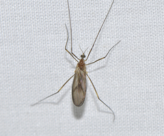 Molophilus subalpicola