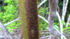 Cordia nodosa