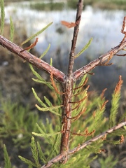 Taxodium distichum var. imbricarium image
