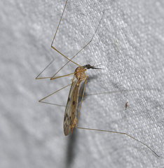 Geranomyia victoriae