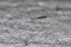 Tasiocera