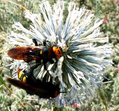 Megascolia maculata maculata