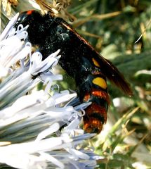 Megascolia maculata maculata