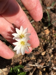 Lewisia oppositifolia