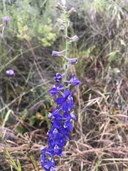 Delphinium hesperium