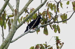 Cephalopterus ornatus