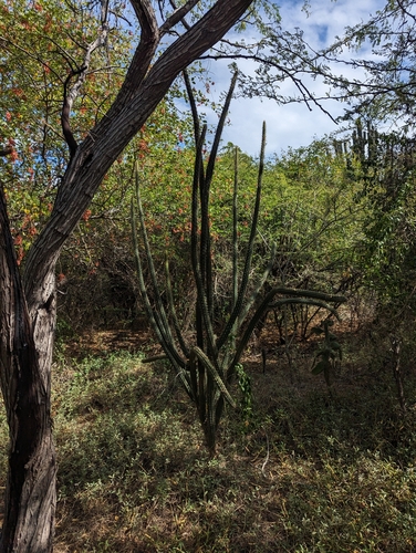 Harrisia gracilis