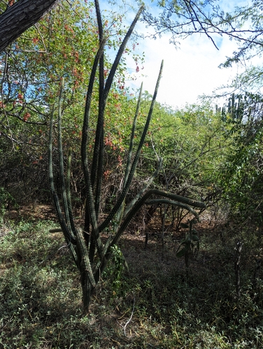 Harrisia gracilis, photograph 2