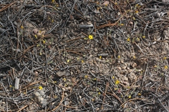 Leptosiphon chrysanthus