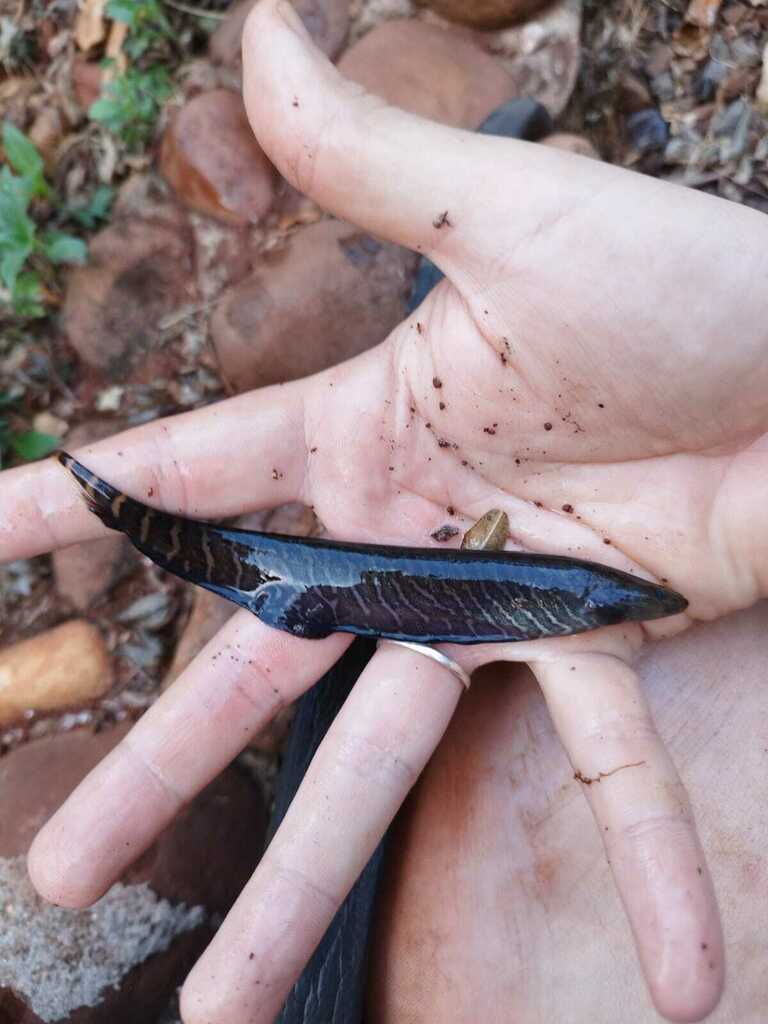 Bos-mesaal (Gymnotus sylvius) — Gymnotidae