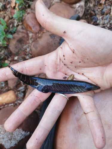 Forest banded knifefish (Gymnotus sylvius) — Gymnotidae
