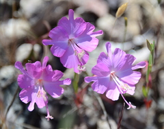 Clarkia breweri