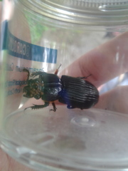 Odontotaenius disjunctus