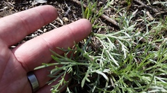 Artemisia campestris caudata