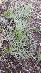 Artemisia campestris caudata