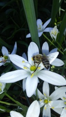 Apis mellifera