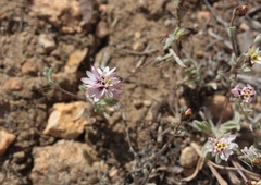 Lessingia tenuis