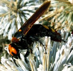 Megascolia maculata maculata