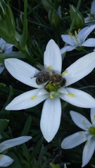 Apis mellifera