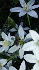 Apis mellifera
