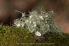 Usnea florida