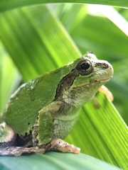 Hyla japonica
