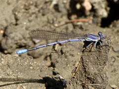 Argia hinei