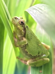 Hyla japonica