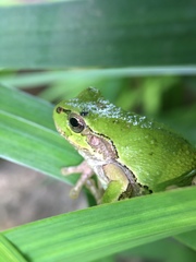 Hyla japonica