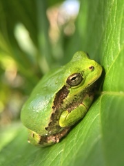 Hyla japonica