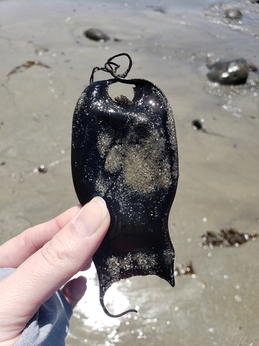 Swellshark (Cephaloscyllium ventriosum), a species recorded in California