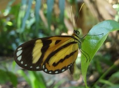 Hypothyris ninonia daeta