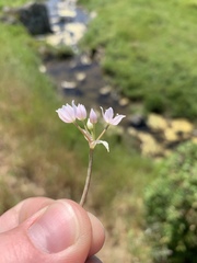 Lophioprason