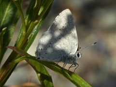 Satyrium sylvinus