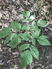 Astilbe biternata