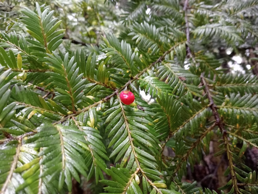 Miro Insect Miro in May 2024 by John Barkla. Occasional, in coastal dunes forest ...
