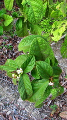 Cordia nodosa