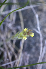Orobanchaceae