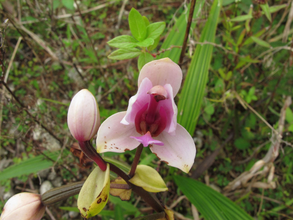Spathoglottis plicata, Eua Island, Tonga
