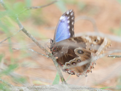 Morpho helenor guerrerensis
