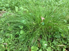 Carex trisperma