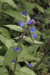 Pentaglottis sempervirens
