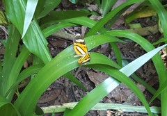 Hypothyris ninonia daeta