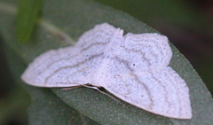 Scopula ancellata