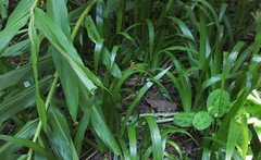 Hypothyris ninonia daeta